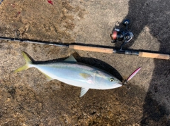 ハマチの釣果