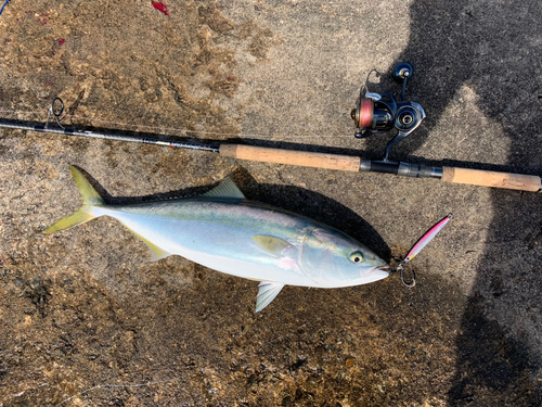 ハマチの釣果