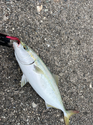 ツバスの釣果