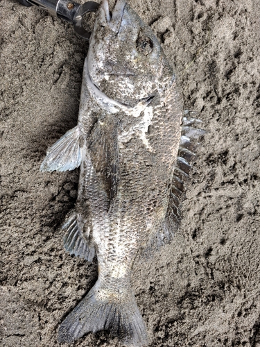 チヌの釣果