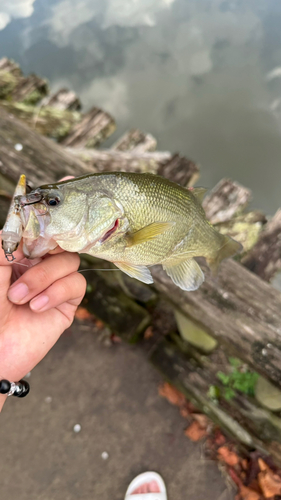 ラージマウスバスの釣果