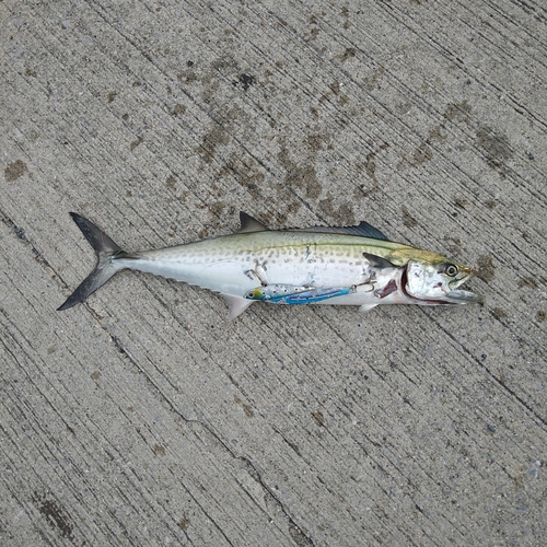 サゴシの釣果