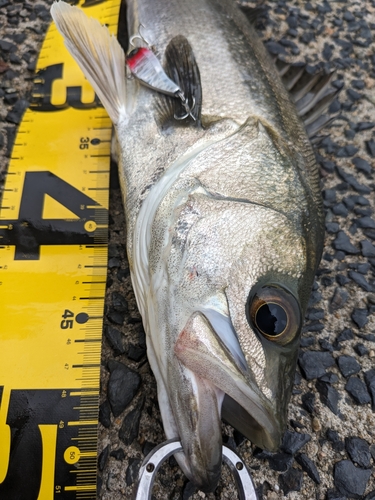 シーバスの釣果