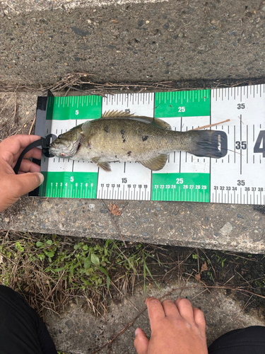 スモールマウスバスの釣果