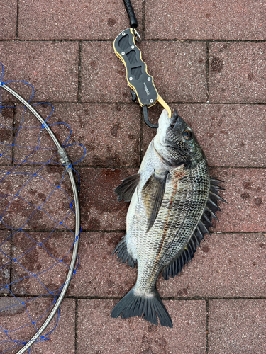 クロダイの釣果