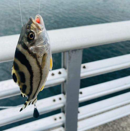 コトヒキの釣果