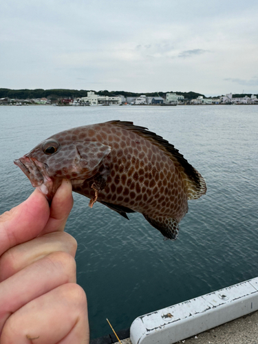 オオモンハタの釣果