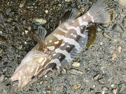 クエの釣果