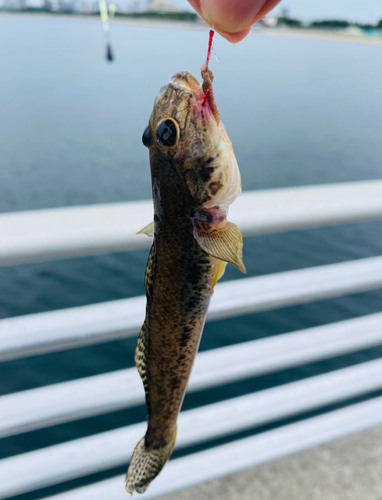 マハゼの釣果