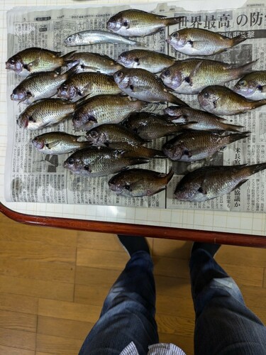 スズメダイの釣果