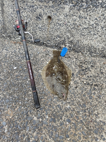 ヒラメの釣果