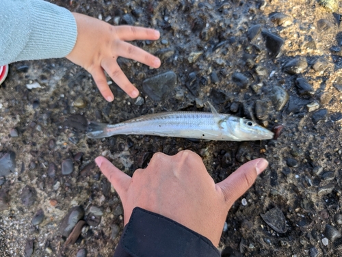 シロギスの釣果