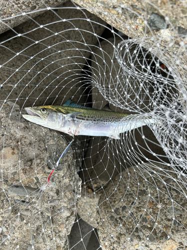 サゴシの釣果