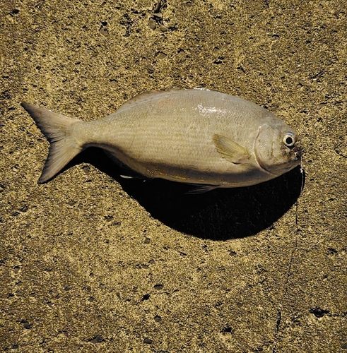 イスズミの釣果