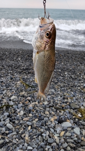 ニベの釣果