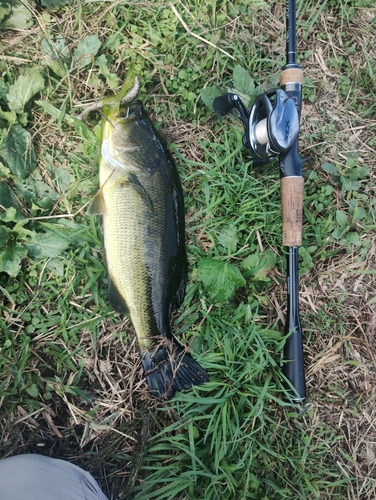 ブラックバスの釣果