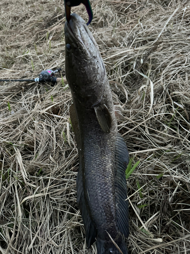 ライギョの釣果