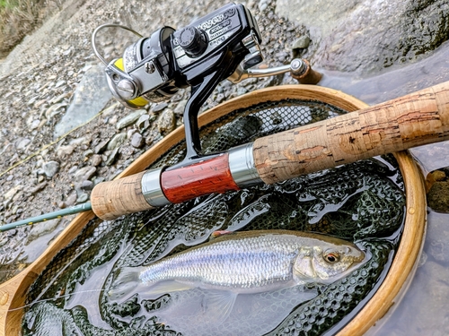 カワムツの釣果