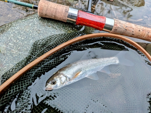 ウグイの釣果