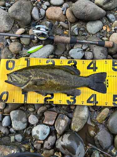 スモールマウスバスの釣果