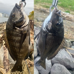 クロダイの釣果