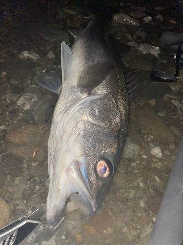 スズキの釣果