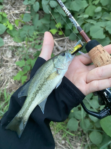 ブラックバスの釣果