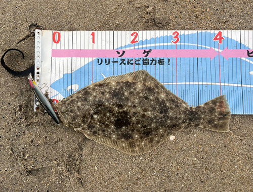 ヒラメの釣果