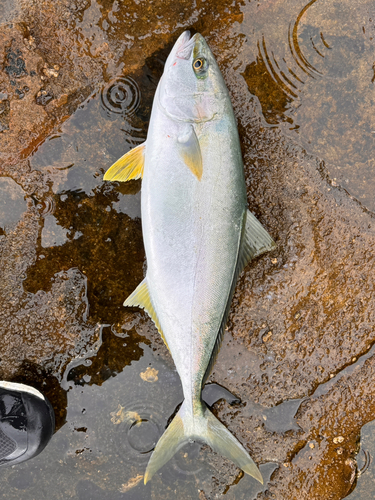 ヒラマサの釣果