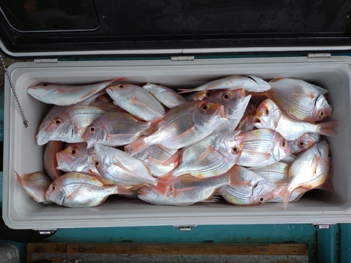 レンコダイの釣果