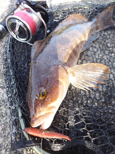 アイナメの釣果