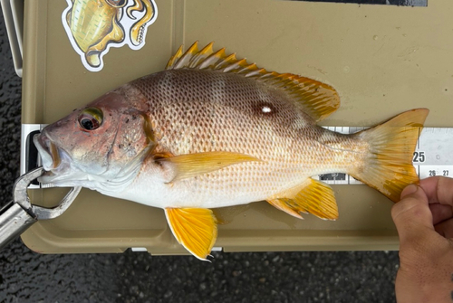 シブダイの釣果