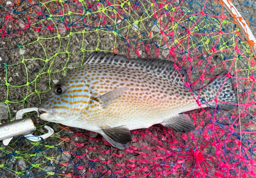 コロダイの釣果