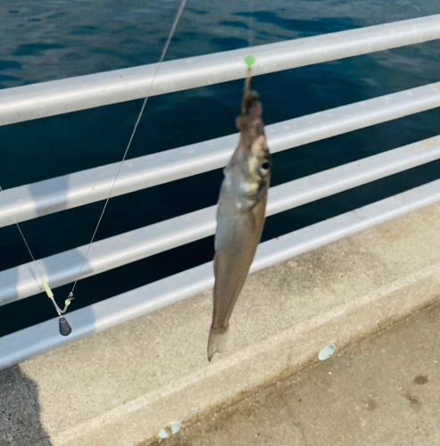 シロギスの釣果