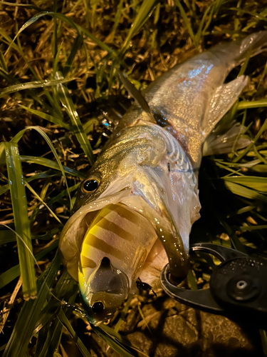 スズキの釣果