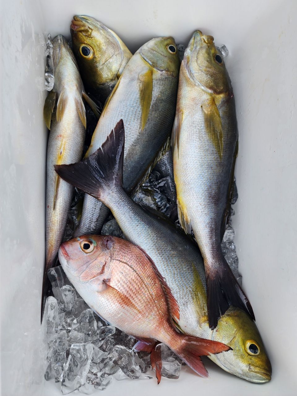 じゅんこママさんの釣果 3枚目の画像