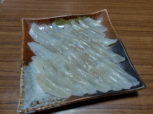 マハゼの釣果