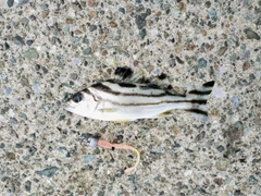 コトヒキの釣果