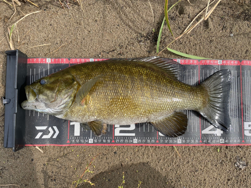 スモールマウスバスの釣果