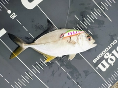 ギンガメアジの釣果