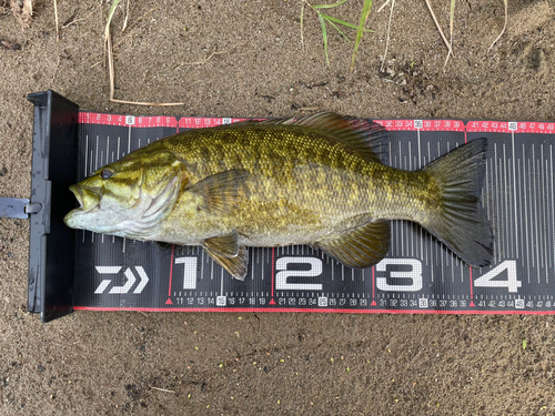 スモールマウスバスの釣果