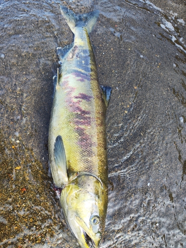 サケの釣果