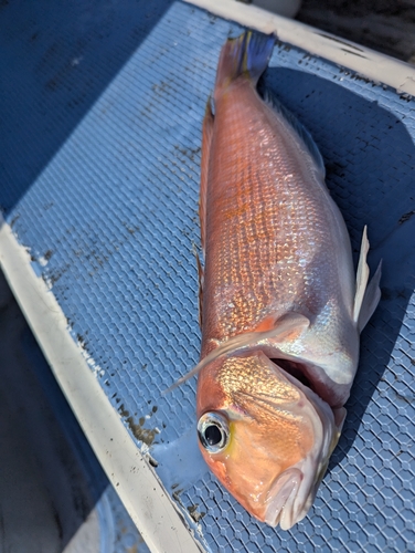 アマダイの釣果