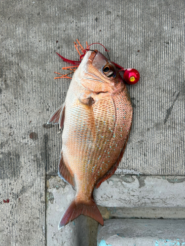 マダイの釣果