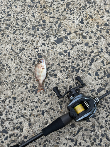 チダイの釣果