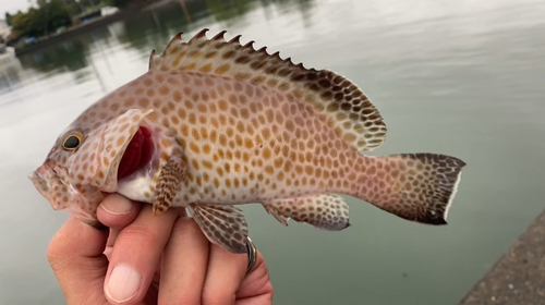 オオモンハタの釣果