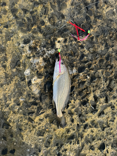 イシモチの釣果