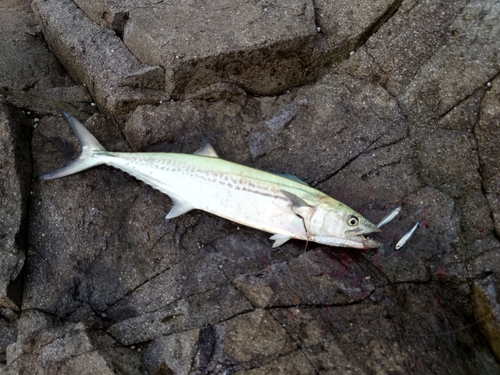 サゴシの釣果