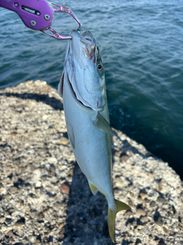 イナダの釣果