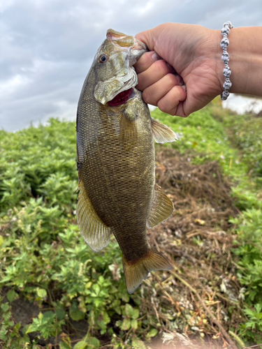 スモールマウスバスの釣果